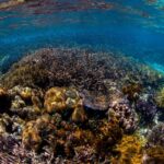 "La nueva frontera de la seguridad marítima: El tratado de alta mar entra en funcionamiento, brindando mayor protección a los océanos y salvaguarda a las comunidades costeras"