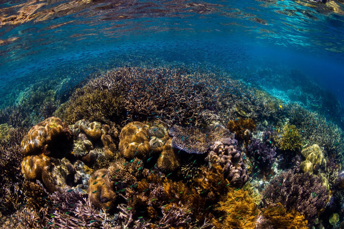 "La nueva frontera de la seguridad marítima: El tratado de alta mar entra en funcionamiento, brindando mayor protección a los océanos y salvaguarda a las comunidades costeras"